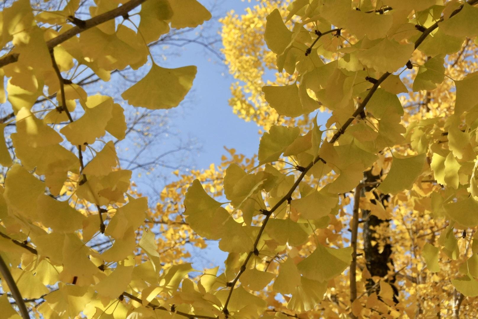 🌳 배움의 숲 (마나비노모리) 이미지 8